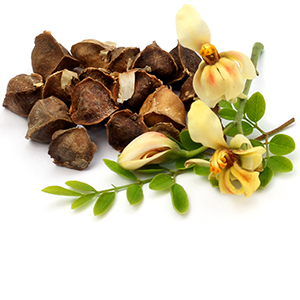 Moringa leaf Herbasol® Extract Glycerine unpreserved